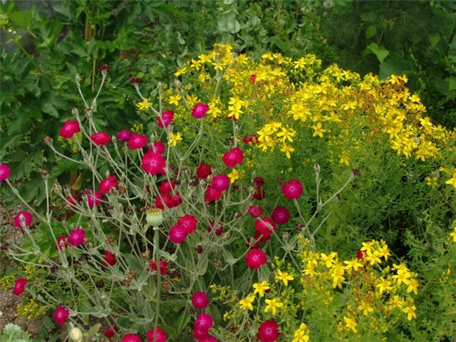 hypericum i lychnis